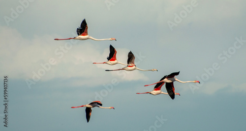 Flamingos flying in Doñana National Park, Andalusia, Spain. photo