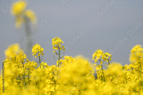 culture agriculture champs colza jaune  © JeanLuc
