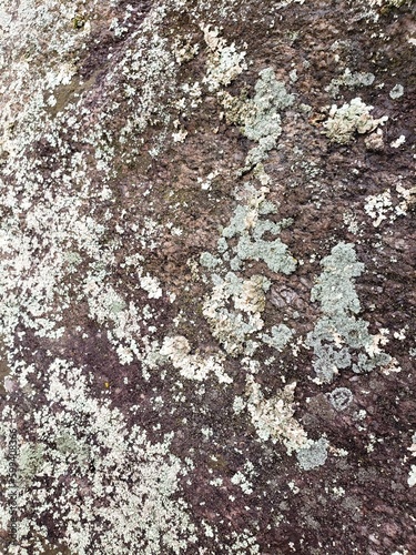 Stone and lichen texture