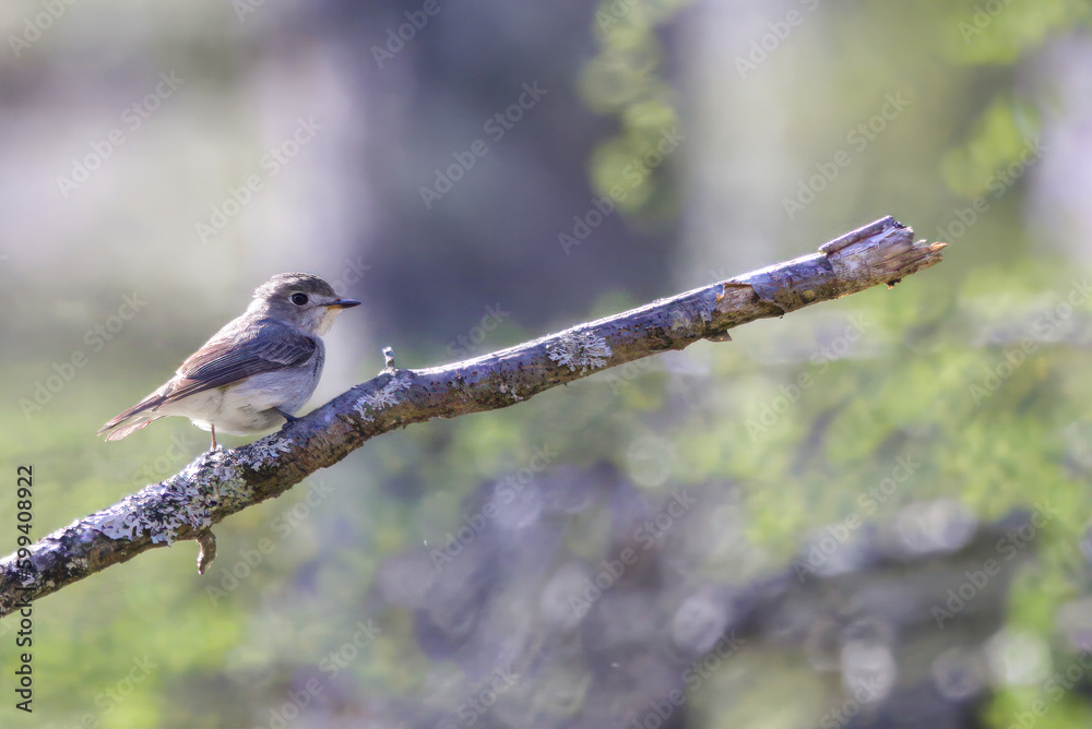 Fototapeta premium 枝にとまるコサメビタキ