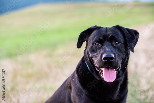 Fototapeta Naklejka Na Ścianę i Meble -  Black Labrador Dog on Spring Meadow