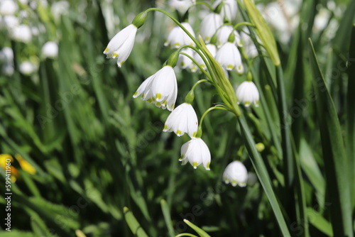 Leucojum aestivum, white bell shaped spring flower, commomly known as summer snowflake or Loddon lily. © Katarzyna