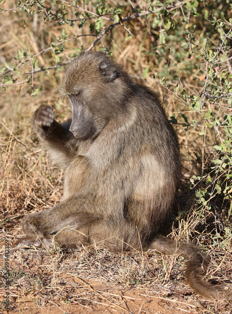 Fototapeta premium Bärenpavian / Chacma baboon / Papio ursinus..