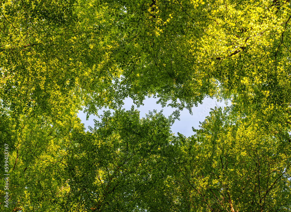 A great view up into the trees direction sky in may, Germany A great view up into the trees direction sky in may, Germany