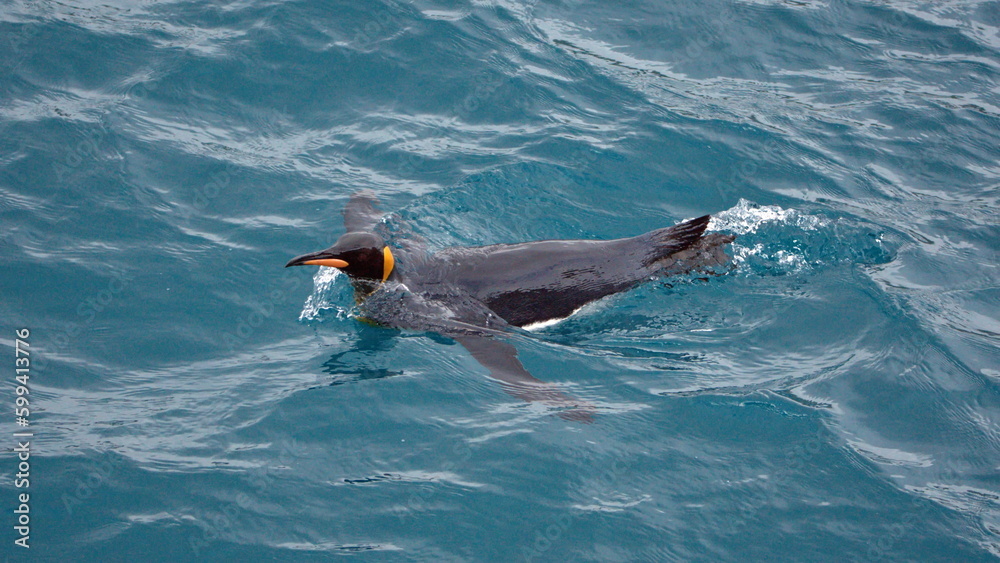 Obraz premium King penguin (Aptenodytes patagonicus) swimming off the coast of Salisbury Plain, South Georgia Island