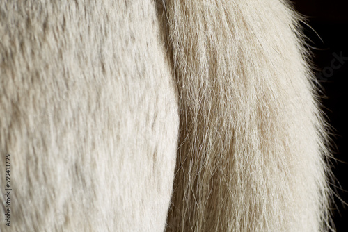 Close up of the Tail and Hind End of a White Horse