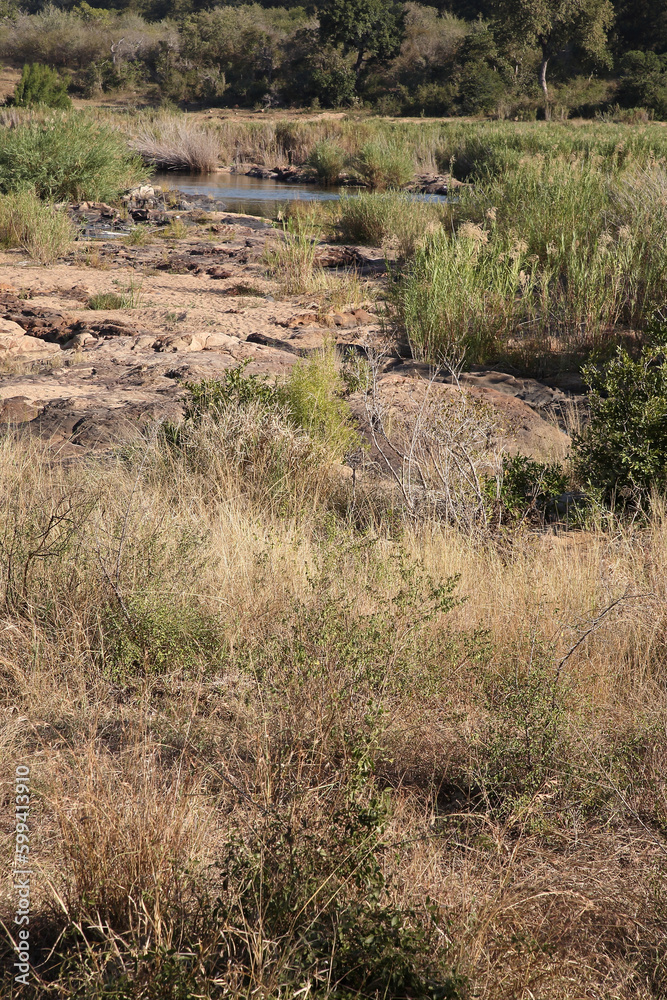 Afrikanischer Busch - Krügerpark - Crocodile River / African Bush - Kruger Park - Crocodile River / Afrikanischer Busch - Krügerpark - Crocodile River / African Bush - Kruger Park - Crocodile River /