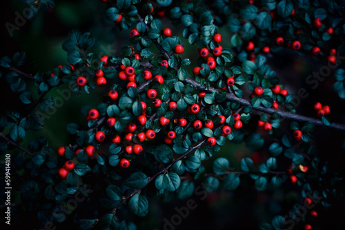 decorative plant. Red berries with green leaves, forest texture. soft lighting with soft focus