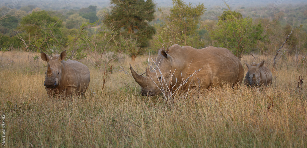Fototapeta premium Breitmaulnashorn / Square-lipped rhinoceros / Ceratotherium simum.