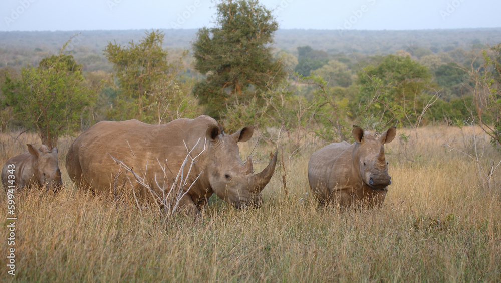 Fototapeta premium Breitmaulnashorn / Square-lipped rhinoceros / Ceratotherium simum.
