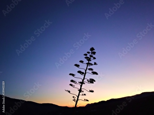 silhouette of an agave tree at sunset with mountains in the background