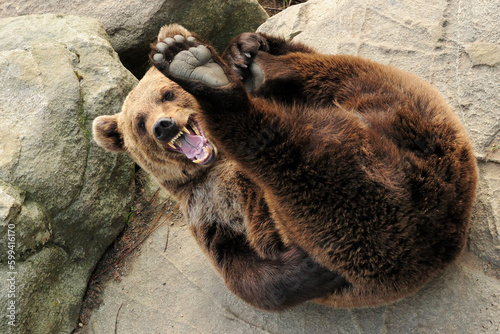 Playing Brown Bear In Ranua Zoo Finland On A Beautiful Sunny Summer Day
