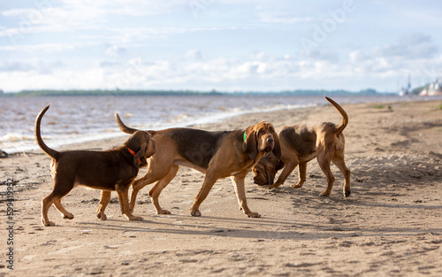 Brown bloodhounds walk together along the beach near the river © Евгения Глинская