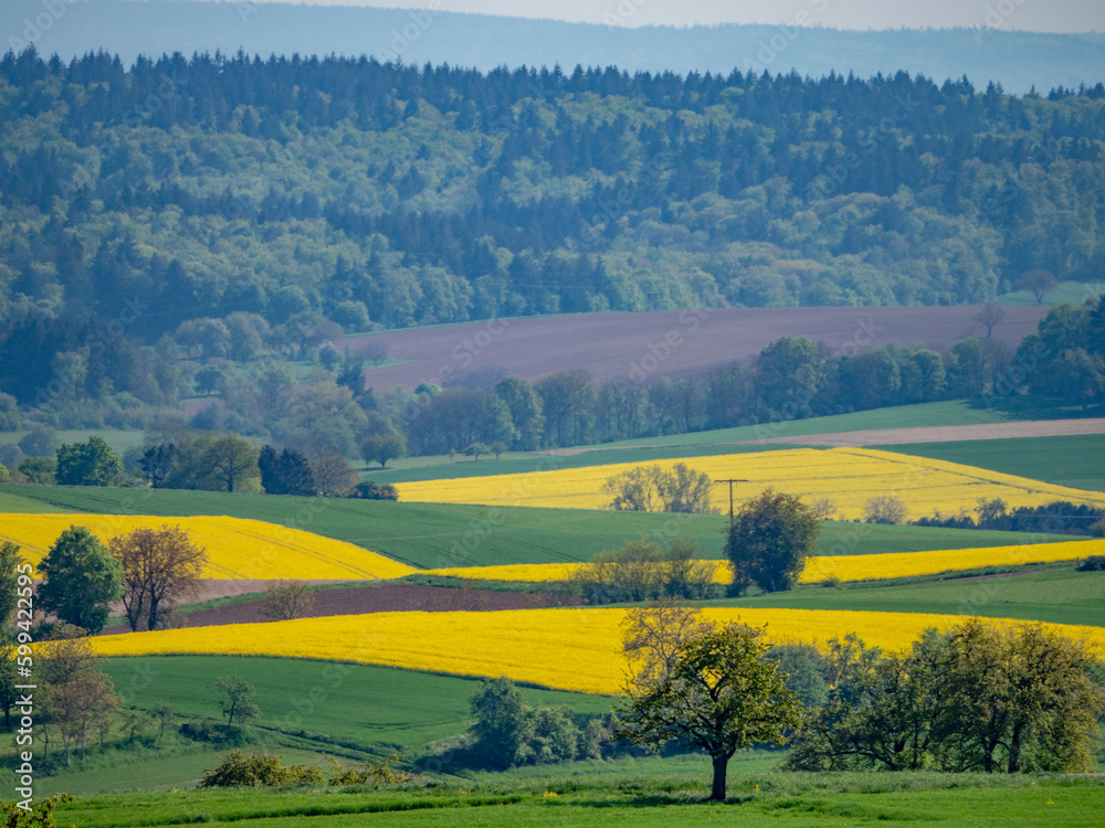 Raps und andere Felder im Frühjahr