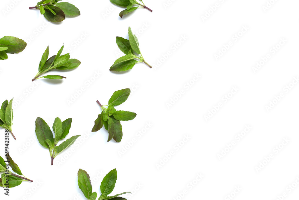Fototapeta premium Holy basil leaves on white background.