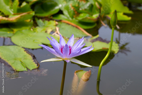 Beautiful blooming Nymphaea lotus flower with leaves  Water lily pot