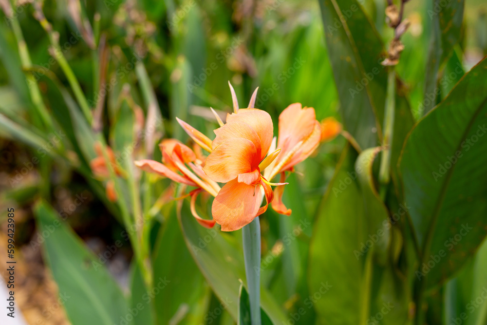 Beautiful canna flower with green leaves in the garden