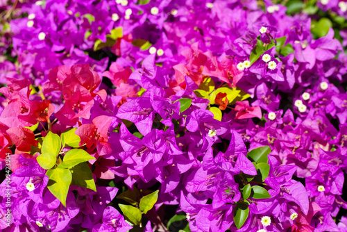 Beautiful bougainvillea flowers with green leaves