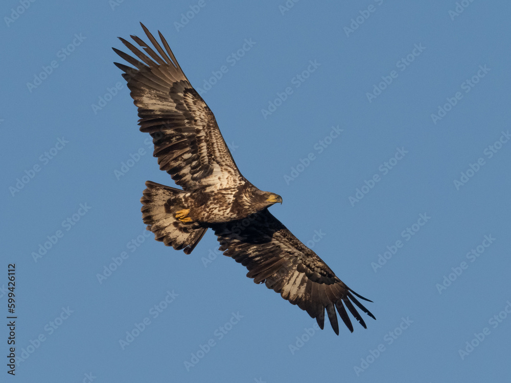 Fototapeta premium An immature Bald Eagle in flight in early morning light
