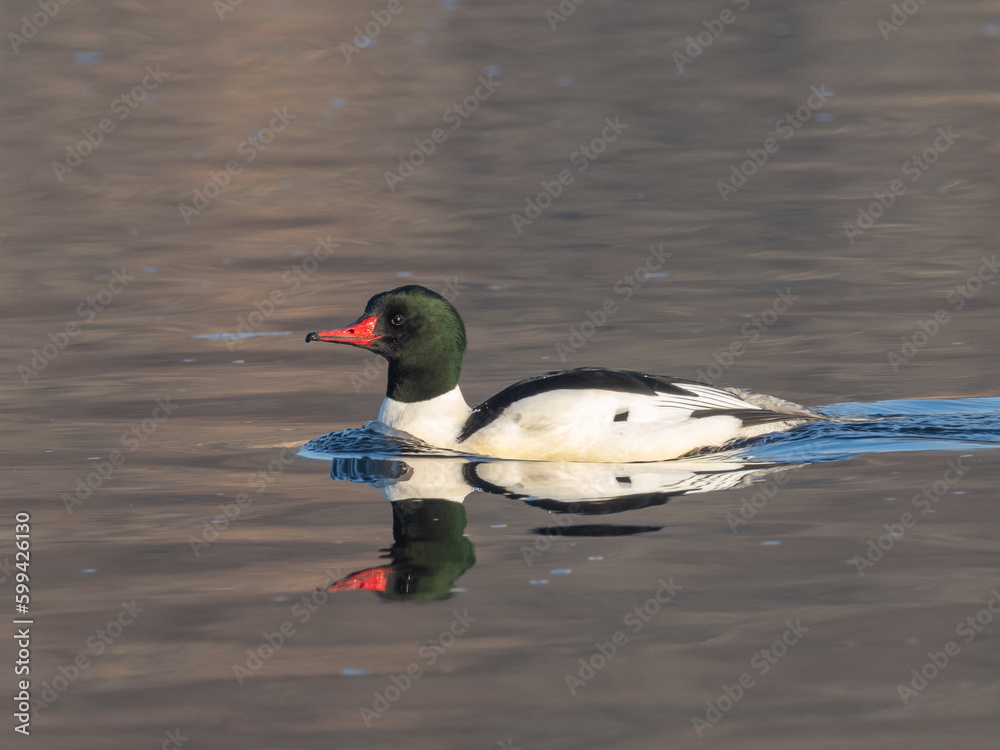 An adult male Common Merganser swimming on calm water with reflection
