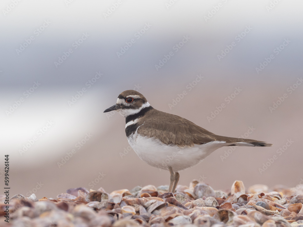 Close up of an adult Killdeer standing on a shell beach Close up of an adult Killdeer standing on a shell beach