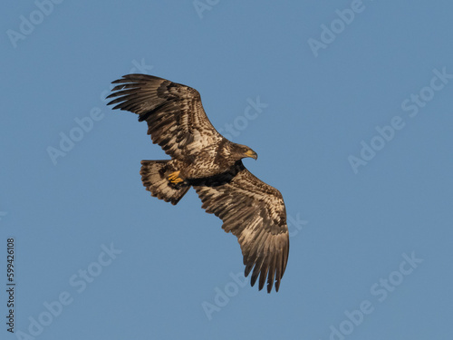 An immature Bald Eagle in flight in early morning light photo