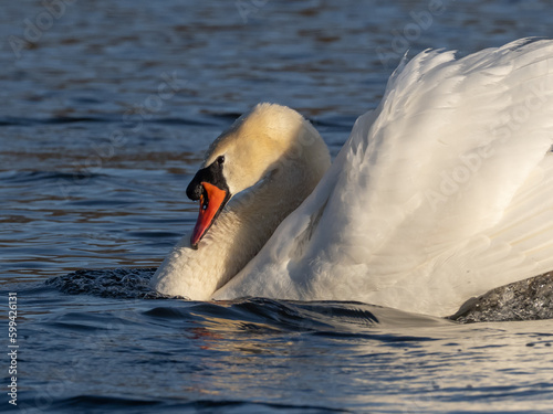 An adult male Mute Swan swimming in display posture with wings raised, taken in early morning light.