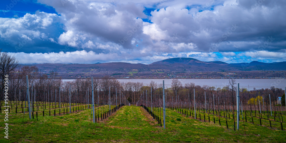 Tranquil agricultural field and vineyard landscape in Ile D'Orleans, Orleans Island of Quebec, Canada, with the view of Mont Sainte-Anne mountain peak in Beaupré over the St Lawrence River