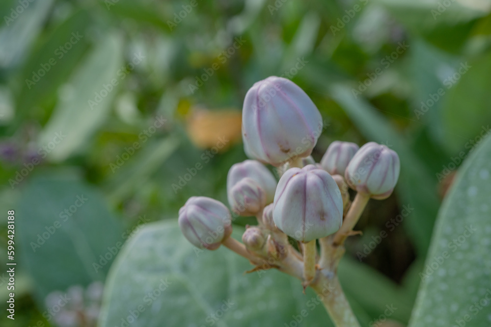 Purple and violet flower buds when is blossom at the spring time. The photo is suitable to use for botanical flower content media and nature background. Purple and violet flower buds when is blossom at the spring time. The photo is suitable to use for botanical flower content media and nature background.