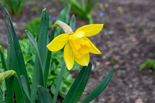 Beautiful colorful narcissus or Daffodil close up evening light. Narcissus is a genus of predominantly spring perennial plants of the amaryllis family  Amaryllidaceae. High quality photo. 