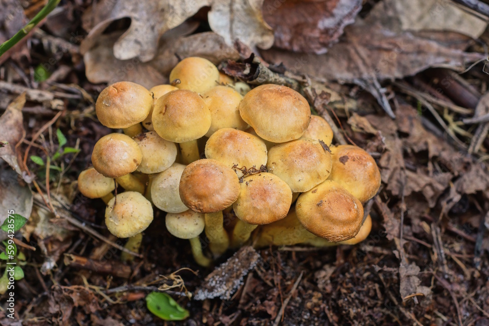 many small brown yellow toadstool mushrooms on the ground in dry fallen leaves in the forest many small brown yellow toadstool mushrooms on the ground in dry fallen leaves in the forest