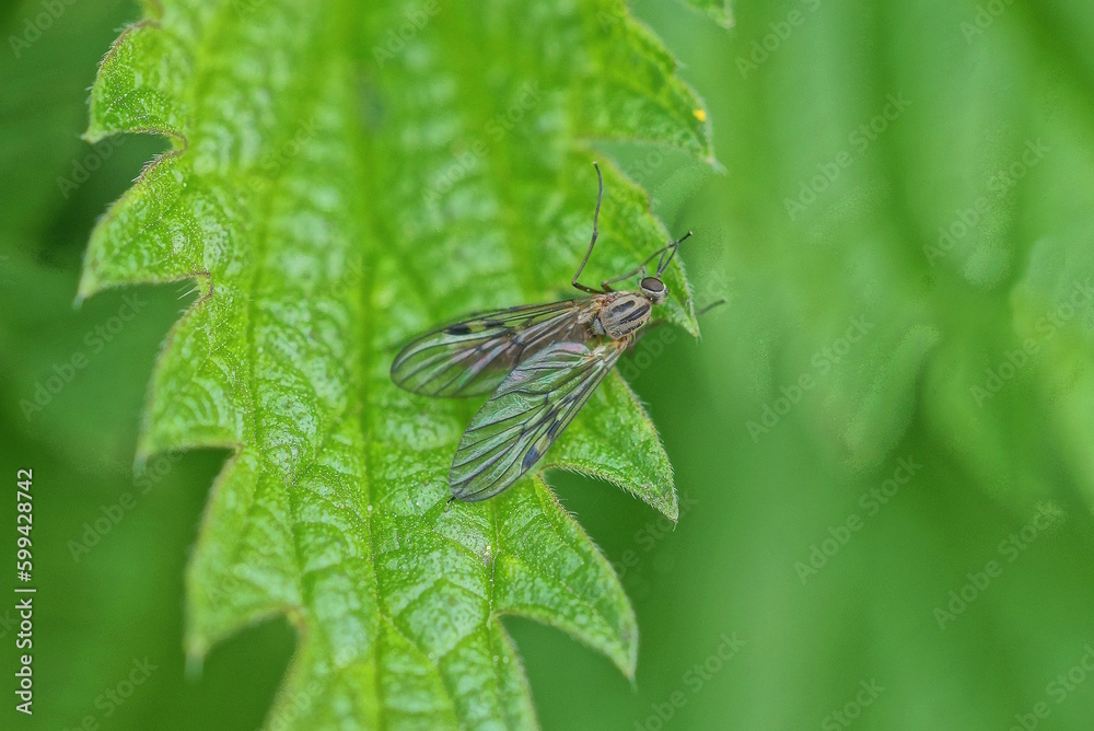 one small gray fly sits on a green leaf of nettle in nature one small gray fly sits on a green leaf of nettle in nature