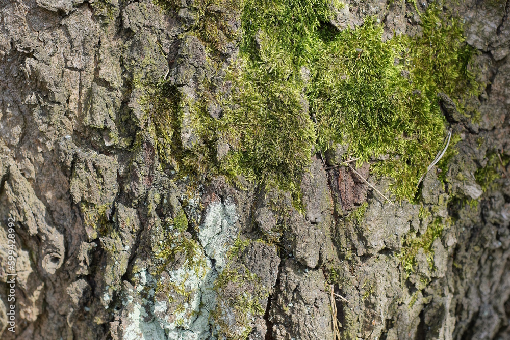 natural plant texture of gray bark and green moss on an oak tree natural plant texture of gray bark and green moss on an oak tree