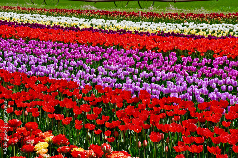 Abbotsford Tulip Festival Abbotsford Tulip Festival
