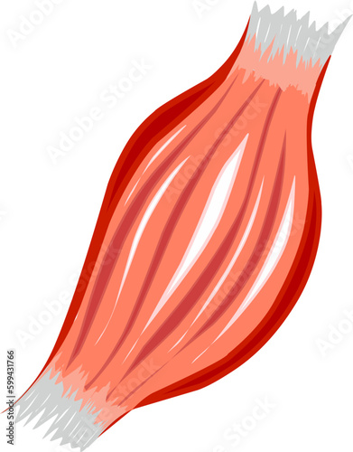 Muscle Human Anatomy Myosin Tendon Illustration Vector
