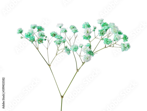 Fototapeta Naklejka Na Ścianę i Meble -  Beautiful color gypsophila twig isolated on white