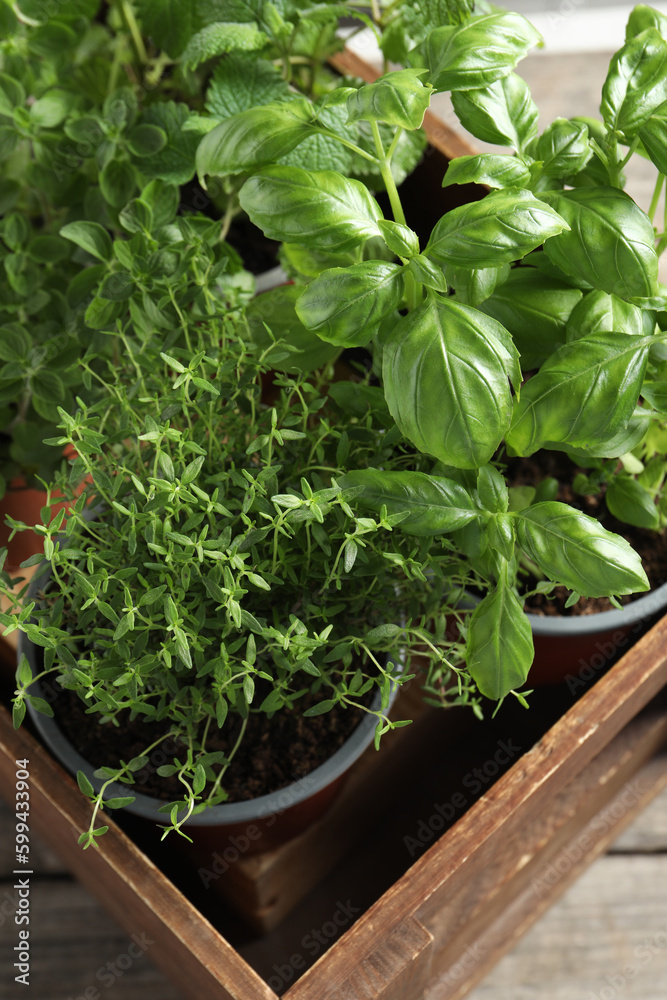 Crate with different potted herbs on wooden table, closeup