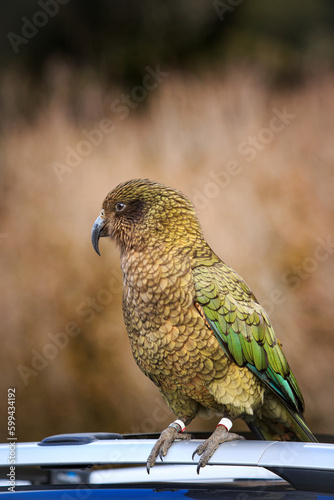kea bird perching on tourist car roof at tourist attaction point  southland new zealand photo