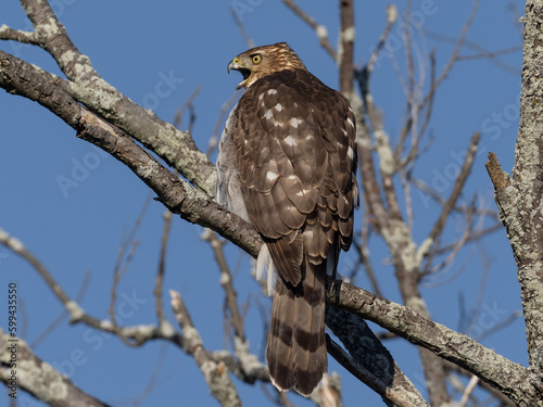 close up of an immature plumage Cooper's Hawk perched in a tree