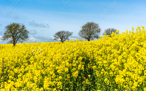 Rapeseed fields and farms, Devon, England