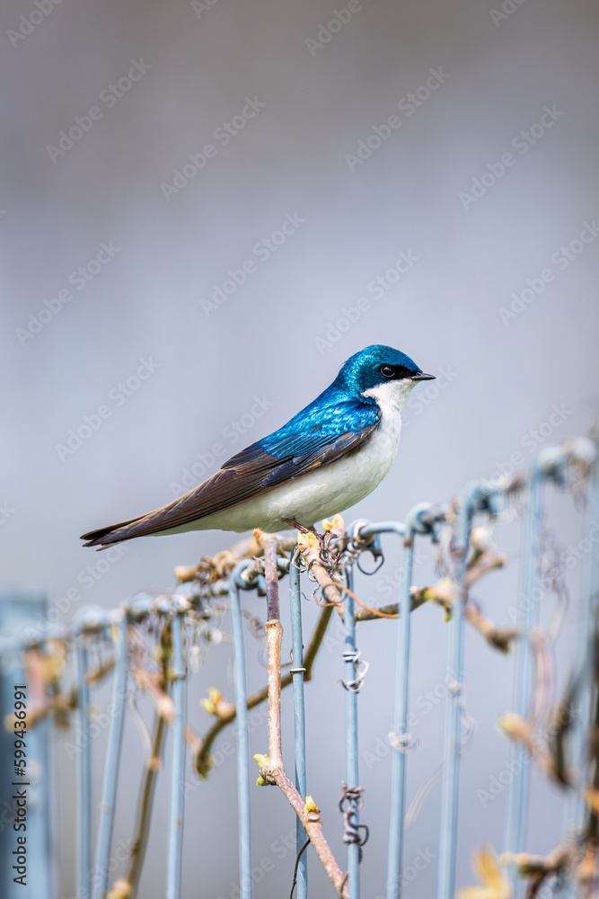 Obraz premium a Tree Swallow showing its blue color