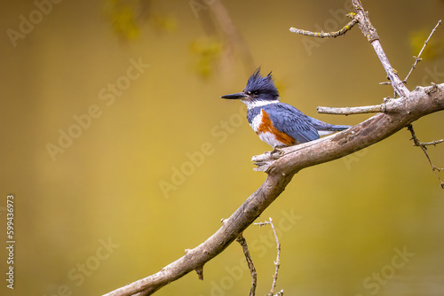 a female Belted Kingfisher perched on a branch 