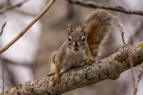 squirrel on a tree © jamie