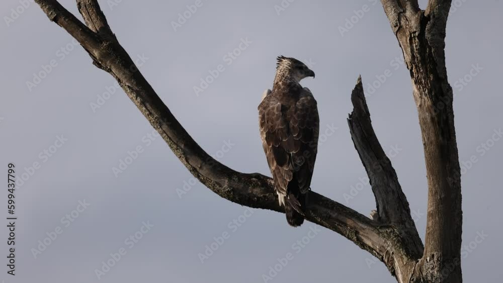 Juvenile Martial Eagle perched on a tree in Nakuru national park. Juvenile Martial Eagle perched on a tree in Nakuru national park.