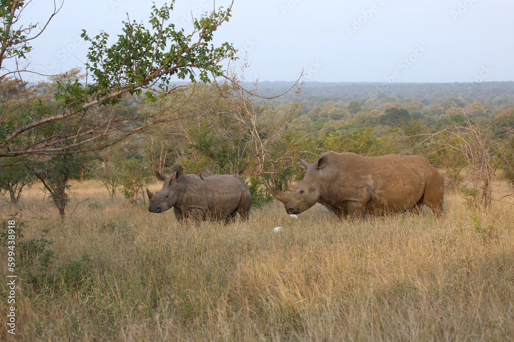 Naklejka premium Breitmaulnashorn und Rotschnabel-Madenhacker / Square-lipped rhinoceros and Red-billed oxpecker / Ceratotherium simum et Buphagus erythrorhynchus.