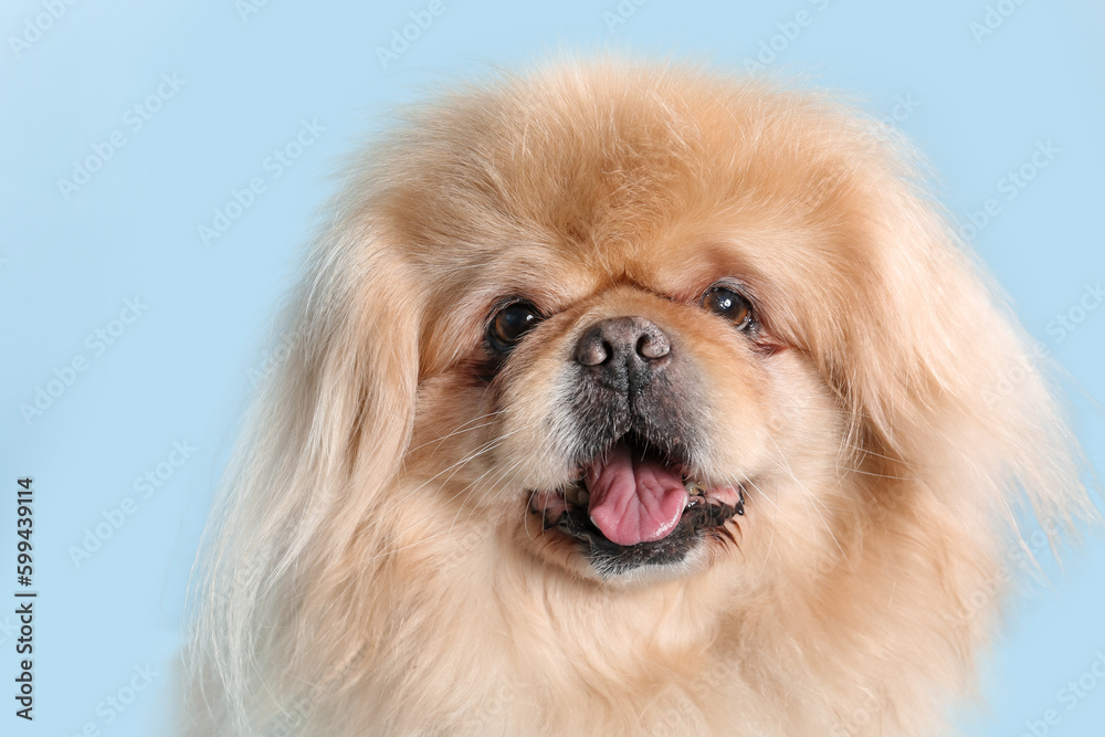 Cute dog on blue background Cute dog on blue background