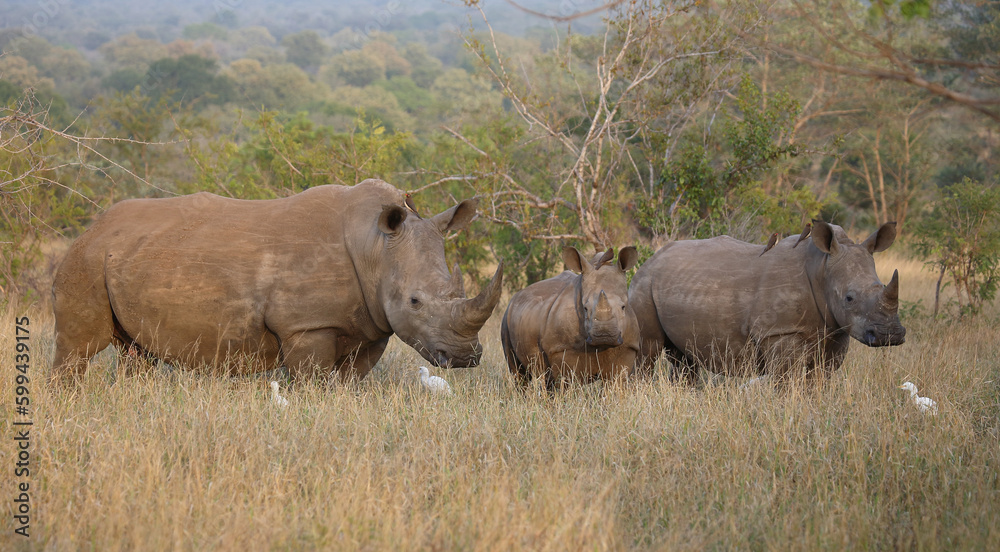 Breitmaulnashorn / Square-lipped rhinoceros / Ceratotherium simum. Breitmaulnashorn / Square-lipped rhinoceros / Ceratotherium simum.