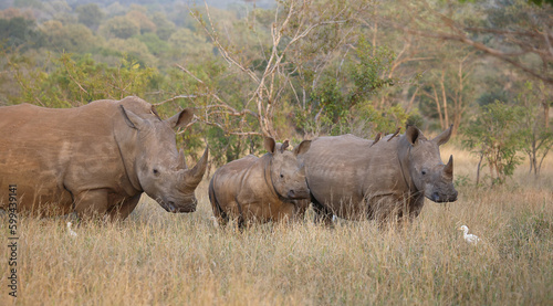 Breitmaulnashorn   Square-lipped rhinoceros   Ceratotherium simum.