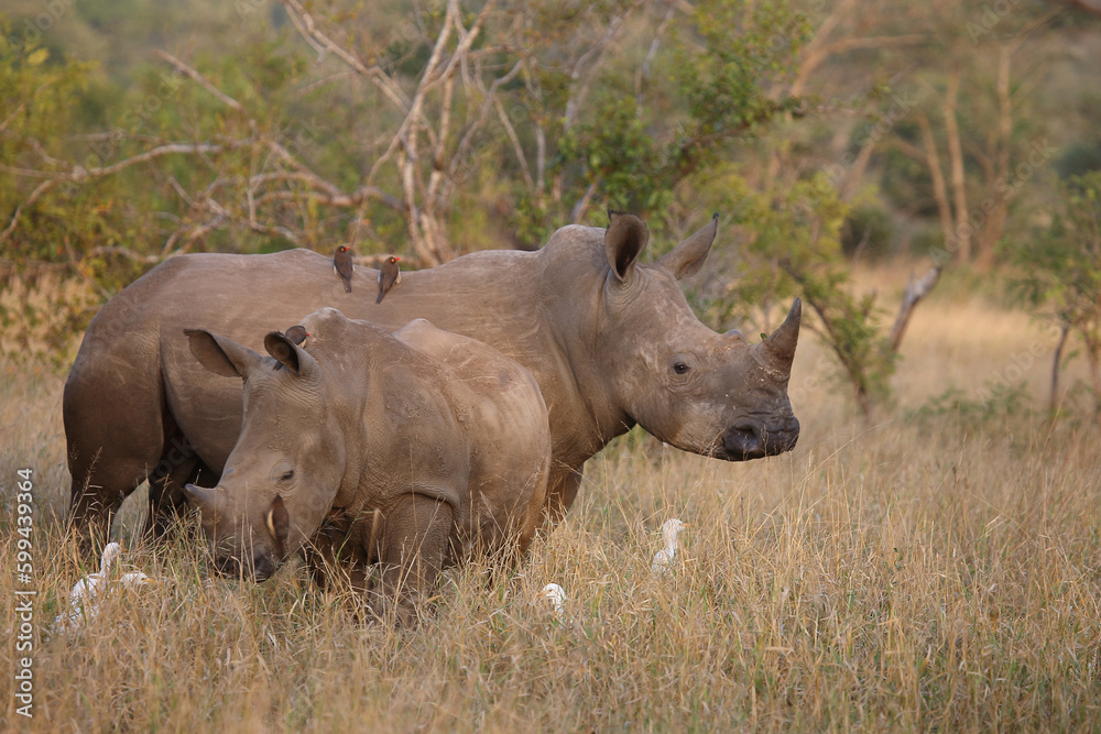 Breitmaulnashorn und Rotschnabel-Madenhacker / Square-lipped rhinoceros and Red-billed oxpecker / Ceratotherium simum et Buphagus erythrorhynchus