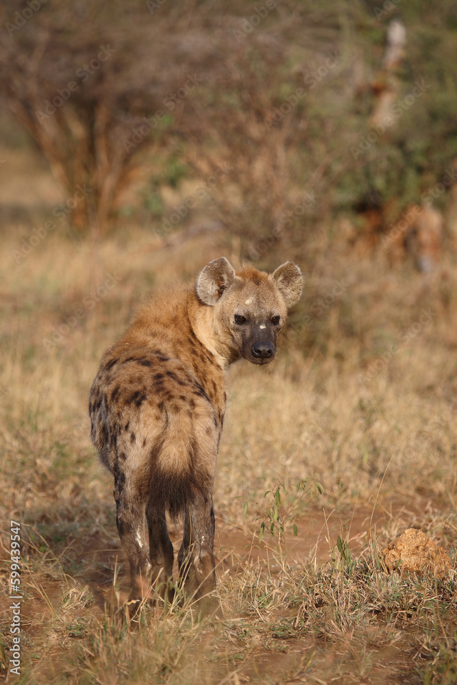 Tüpfelhyäne / Spotted hyaena / Crocuta crocuta Tüpfelhyäne / Spotted hyaena / Crocuta crocuta